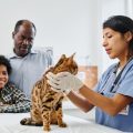 Why Specialist Advice Matters in Pet Medicine?