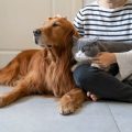 Why Are Regular Vet Visits Crucial for Pet Health?
