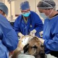 What Are Common Vet Services Every Pet Owner Should Know?