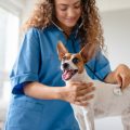 Why Is Nutrition Key to Your Pet’s Health?