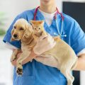 What Diagnostic Services Are Available at Animal Hospitals?