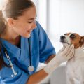 What Are Common Emergency Procedures Performed at Pet Hospitals?