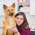 What Are the Benefits of Preventative Care for Competitive Pets?