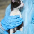 Why Are Standby Blood Transfusions Crucial for Emergency Pet Care?