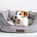 How Do I Create a Comfortable Living Space for My Pet?